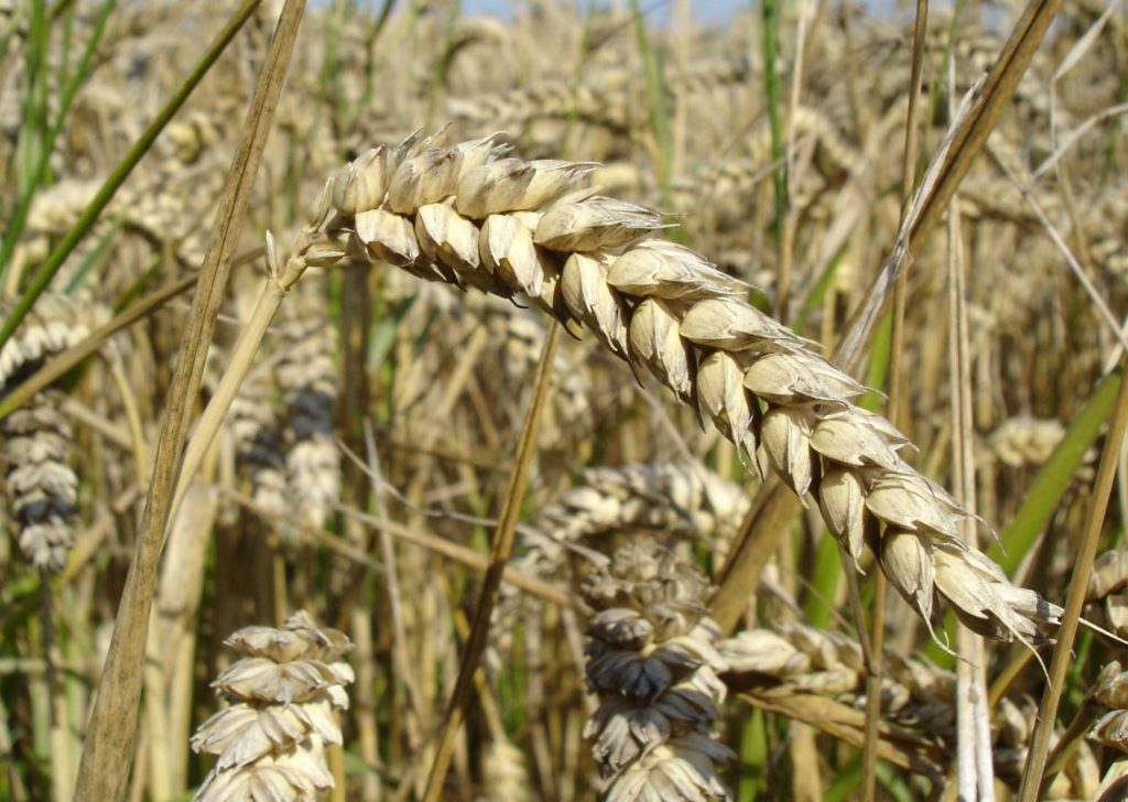 Wheat close up