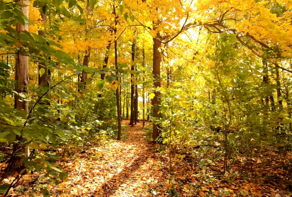 a woodland scene