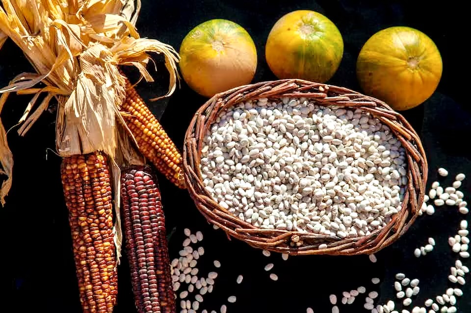 A bunch of corn cobs, a bowl of beans and 3 squashes are placed on a background.
