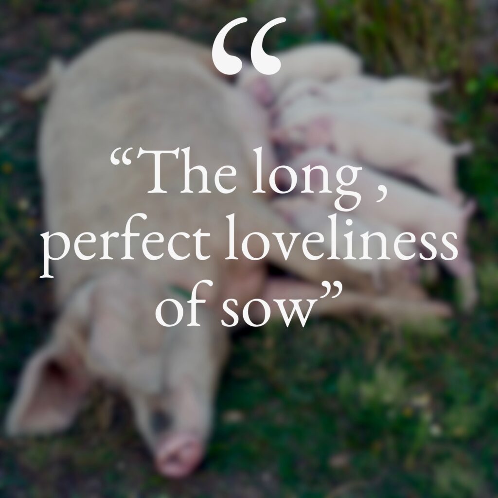 The text reads The long, perfect loveliness of sow. The text is white on a blurred background of a sow lying on her sides feeding piglets