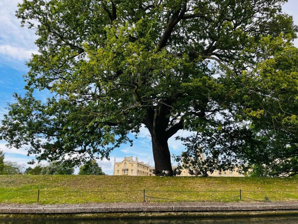 Snapshot of Cambridge Oak (September 2023).