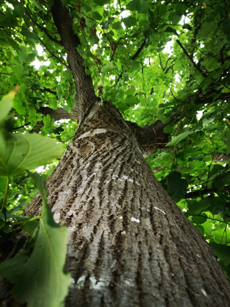 Conversations under Trees